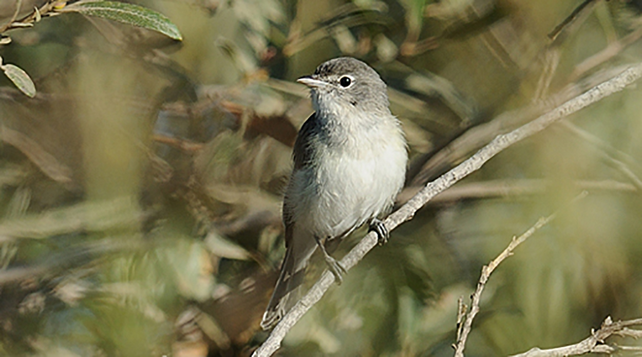 Least bell's vireo FWS.gov